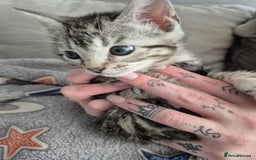 Mixed Breed cats for sale: Mixed bengal kittens  - Image 21