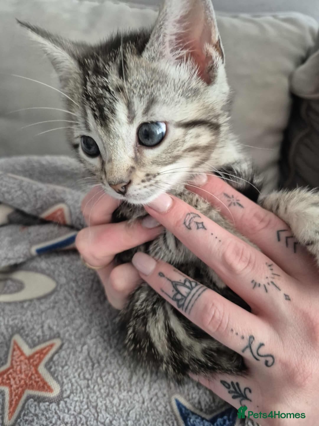 Mixed Breed cats for sale: Mixed bengal kittens  - Image 21