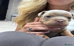 Olde English Bulldogge dogs for sale: Top quality olde English bulldogs - NEBBER REG - Advert 6