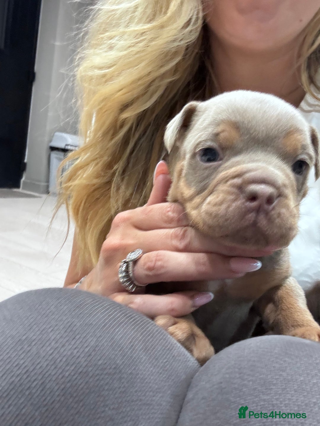 Olde English Bulldogge dogs for sale: Top quality olde English bulldogs - NEBBER REG - Advert 6