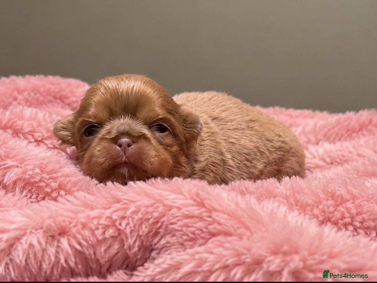 Shih Tzu dogs for sale: Beautiful imperial Shih Tzu Puppies - Advert 1