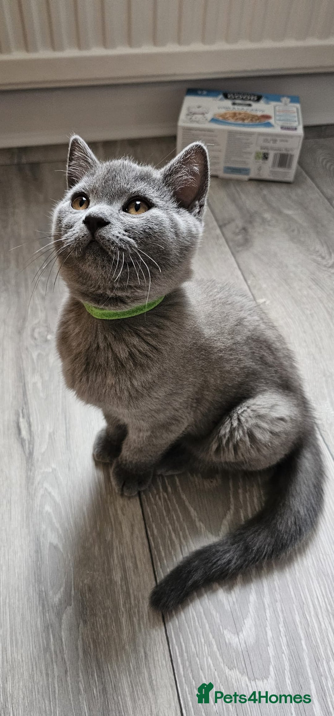 British Shorthair cats for sale: British Blue Shorthair - Image 14