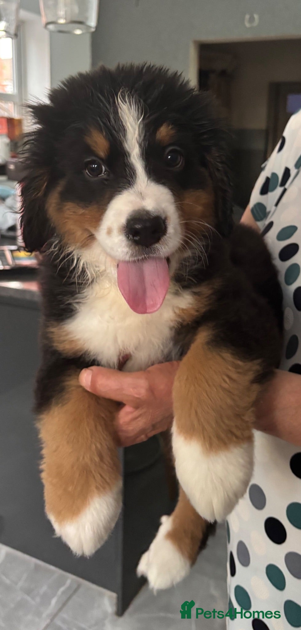 Bernese Mountain Dog dogs BMD PURE PUPPY 4 Girls AVAILABLE Ready Now - Advert 3