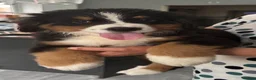 Bernese Mountain Dog dogs for sale:  2 Girls AVAILABLE Ready Now PRICE REDUCED  - Advert 1