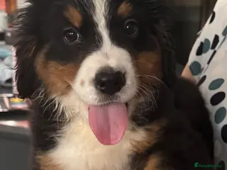 Bernese Mountain Dog dogs BMD PURE PUPPY 4 Girls AVAILABLE Ready Now - Advert 3
