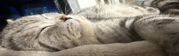British Shorthair cats for sale: Gorgeous silver tabby British shorthair male  - Advert 13