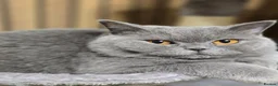 British Shorthair cats for sale: Beautiful Blue Active Queen – GCCF Registered - Advert 7