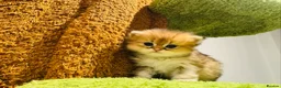 Munchkin cats for sale: Show-Quality Minuet Kittens – Rare in the UK - Advert 21
