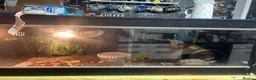 Tortoise reptiles for sale: Bells hingeback tortoise in Leeds - Advert 5