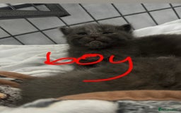 Maine Coon cats for sale: Kittens  - Image 27