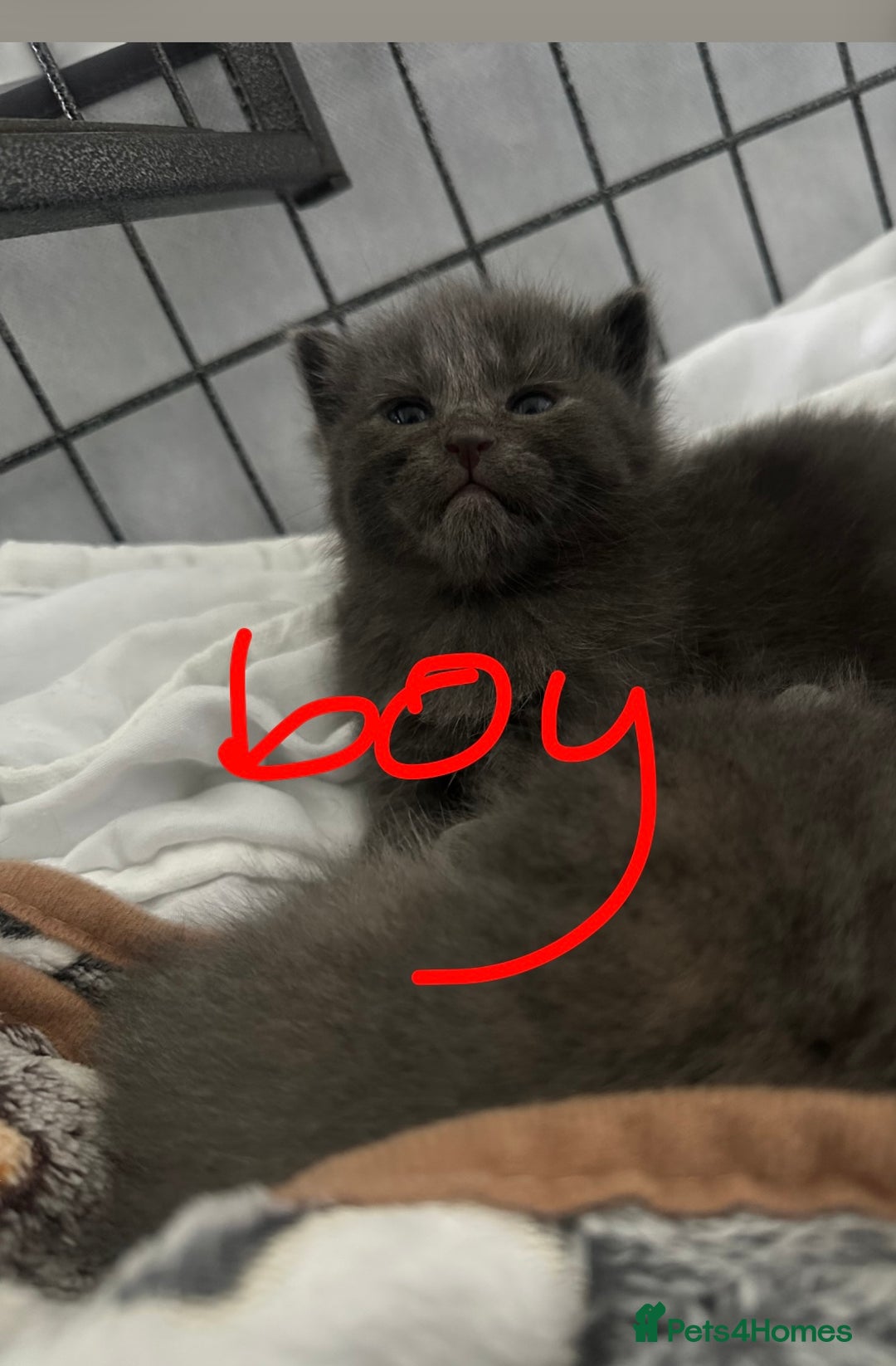Maine Coon cats for sale: Kittens  - Image 27