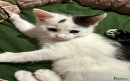 Domestic Shorthair cats for sale: 3 Kittens available  - Advert 6