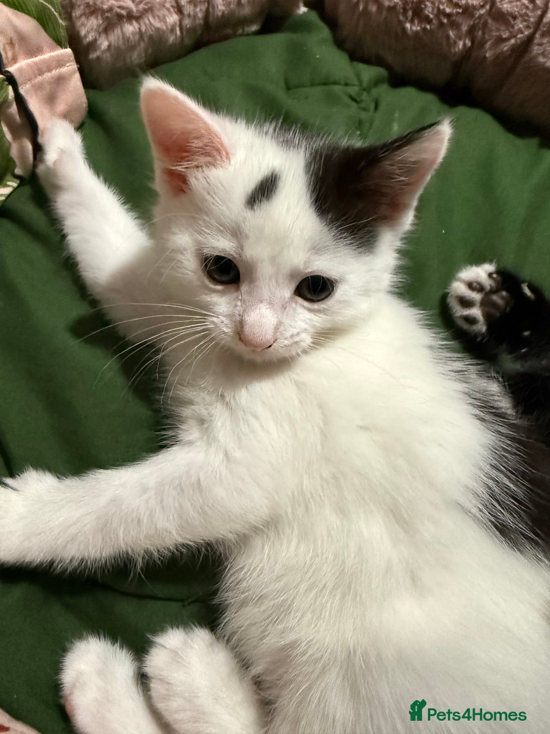 Domestic Shorthair cats for sale: 3 Kittens available  - Advert 6