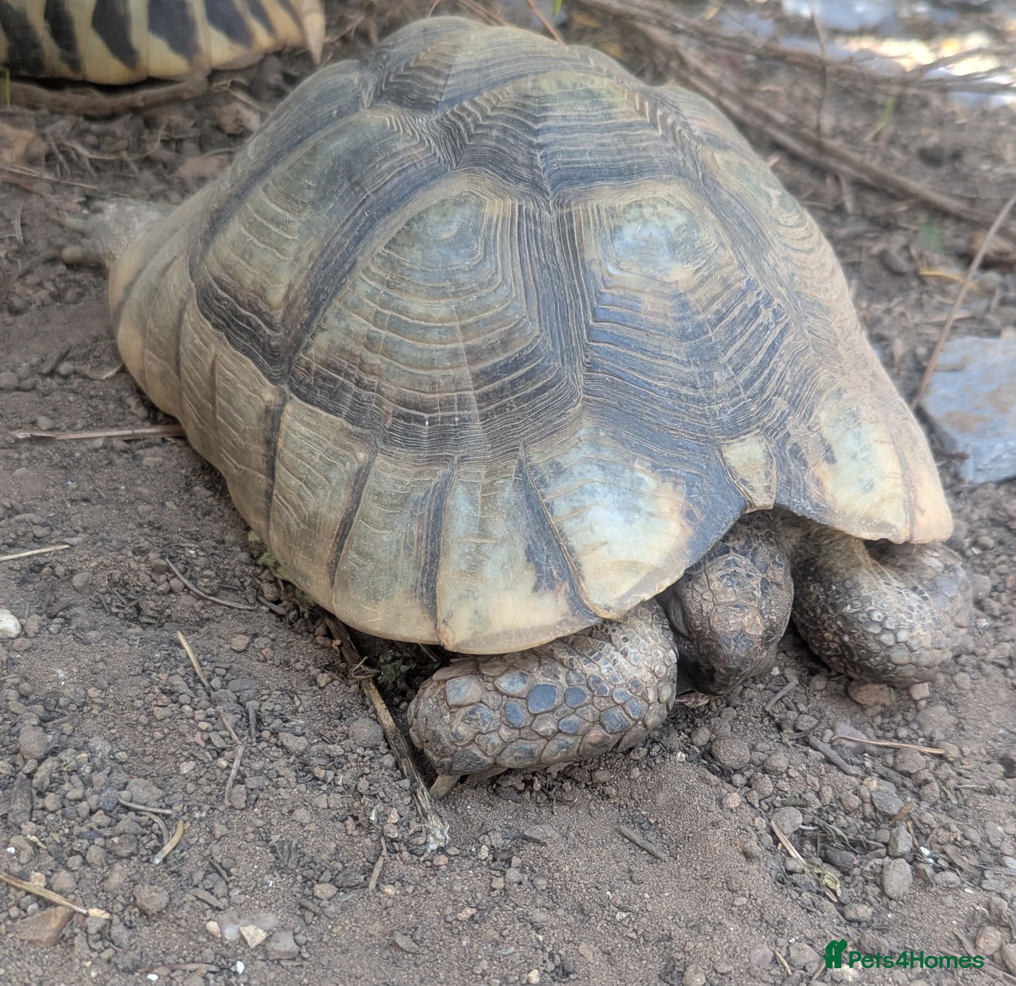 Tortoise reptiles Family of 3 Marginated Tortoises  - Advert 2