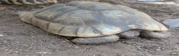 Tortoise reptiles for sale: Family of 3 Marginated Tortoises  - Advert 2