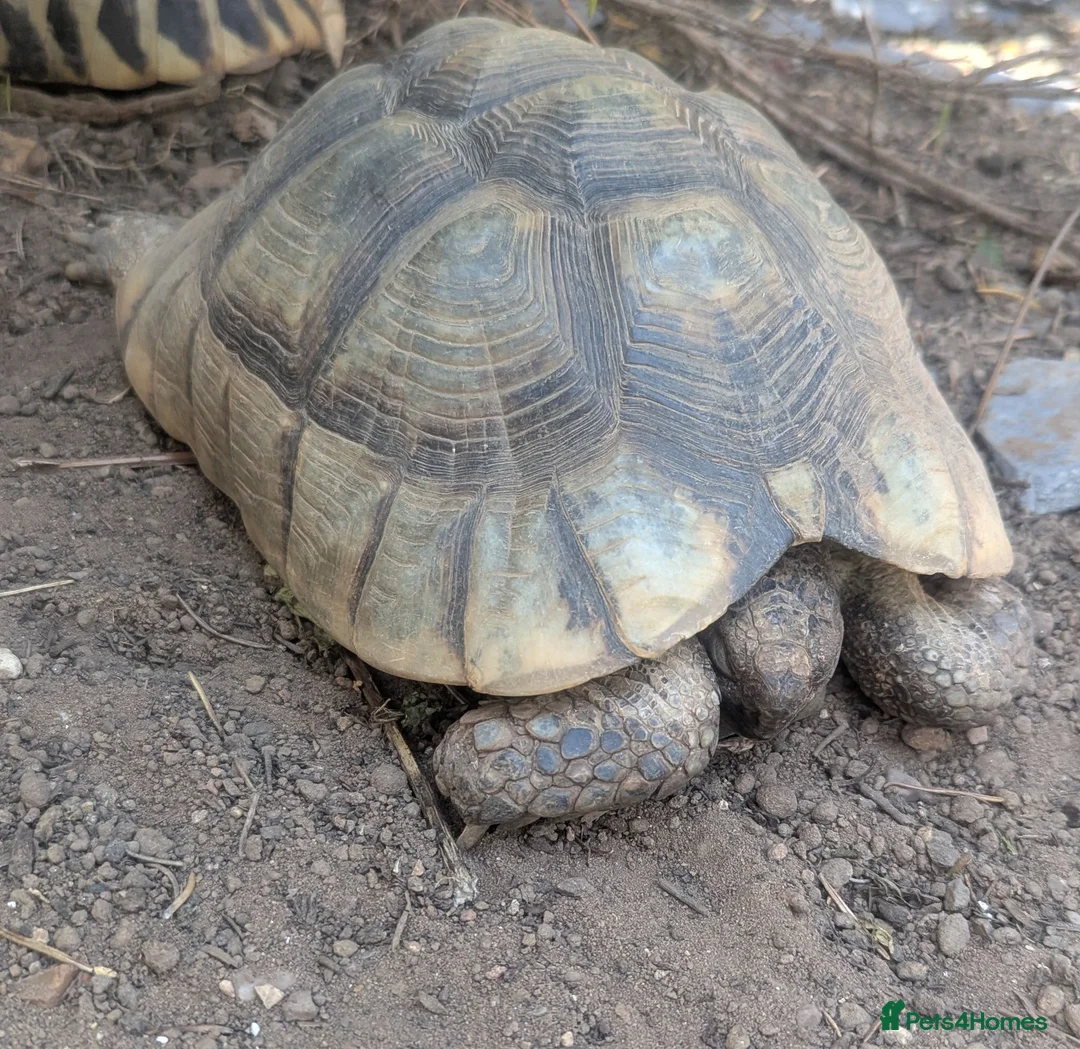 Tortoise reptiles for sale: Family of 3 Marginated Tortoises  - Advert 2