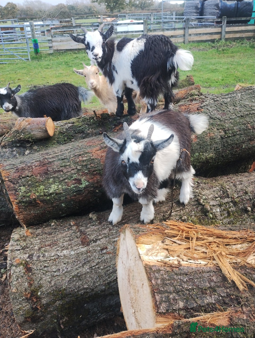 Goats livestock for sale: 2 pedigree registered pygmy goat weathers  - Advert 3