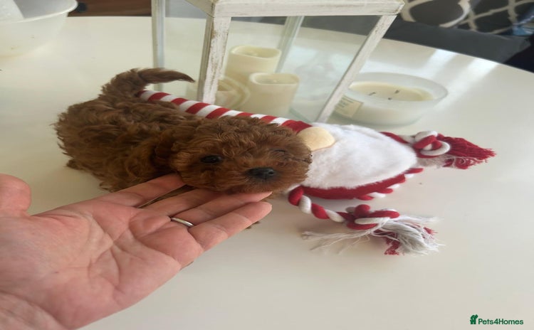 Toy Poodle dogs - Advert 1