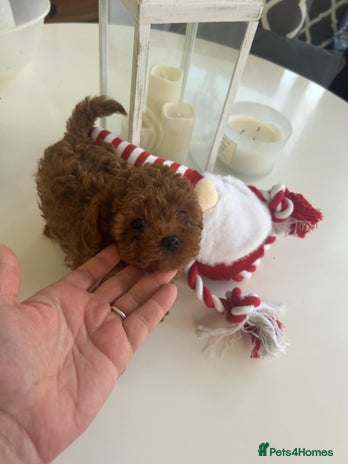 Toy Poodle dogs - Advert 1