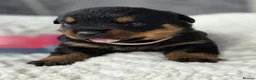 Rottweiler dogs for sale: Gorgeous Rottweiler Puppies  - Advert 24
