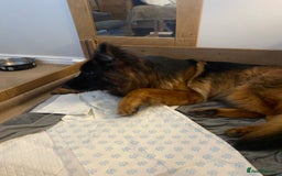 German Shepherd dogs for sale: KC REGISTERED GERMAN SHEPHERD PUPS - Image 20