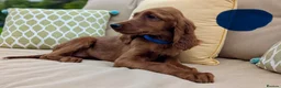 Irish Setter dogs for sale: Kennel Club Irish Setter Puppies  - Advert 6