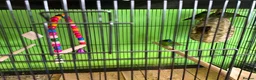 Finches birds for sale: Different types of finches £550 the lot!!! - Advert 5