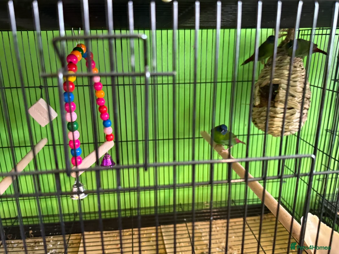 Finches birds for sale: Different types of finches £550 the lot!!! - Advert 5