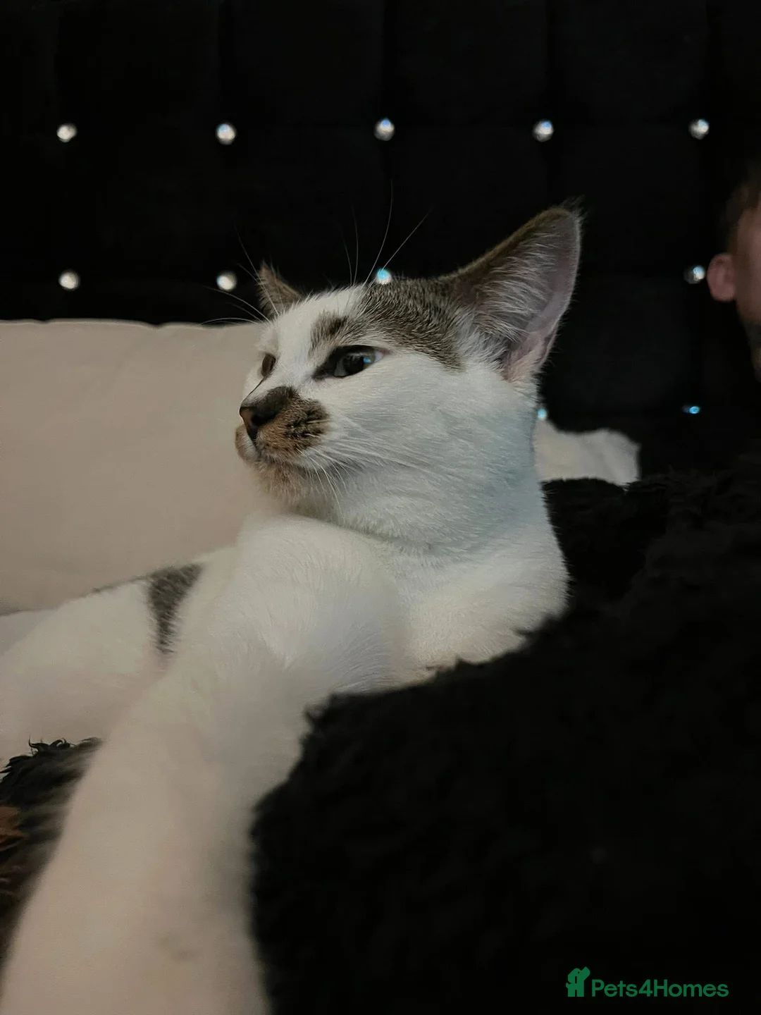 Mixed Breed cats for sale: Reggie in Doncaster - Advert 2