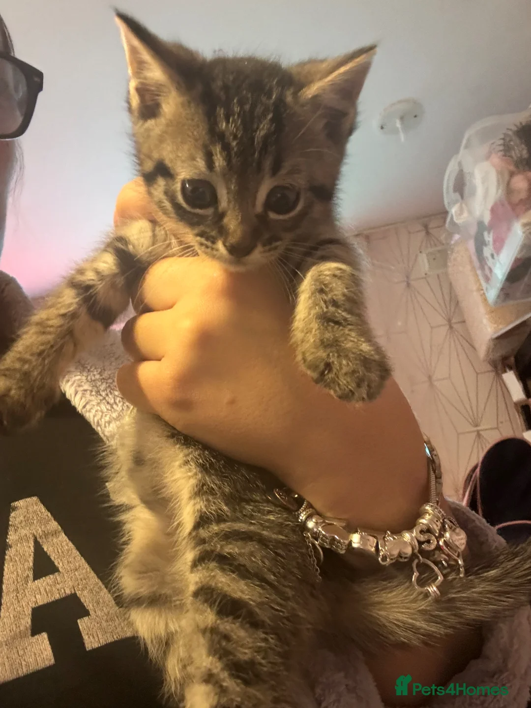 Mixed Breed cats for sale: Three Kittys🐯✨ in Northolt - Advert 2