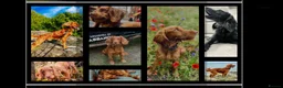 Cocker Spaniel dogs for sale: Working cocker spaniel puppies  - Advert 7