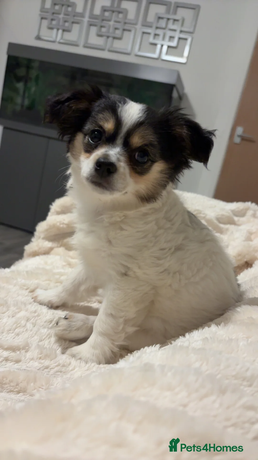 Chihuahua dogs for sale: Female 12 week old chihuahua puppy  - Advert 2