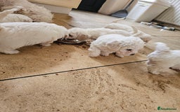 Bichon Frise dogs for sale: Bicho frize  - Image 3