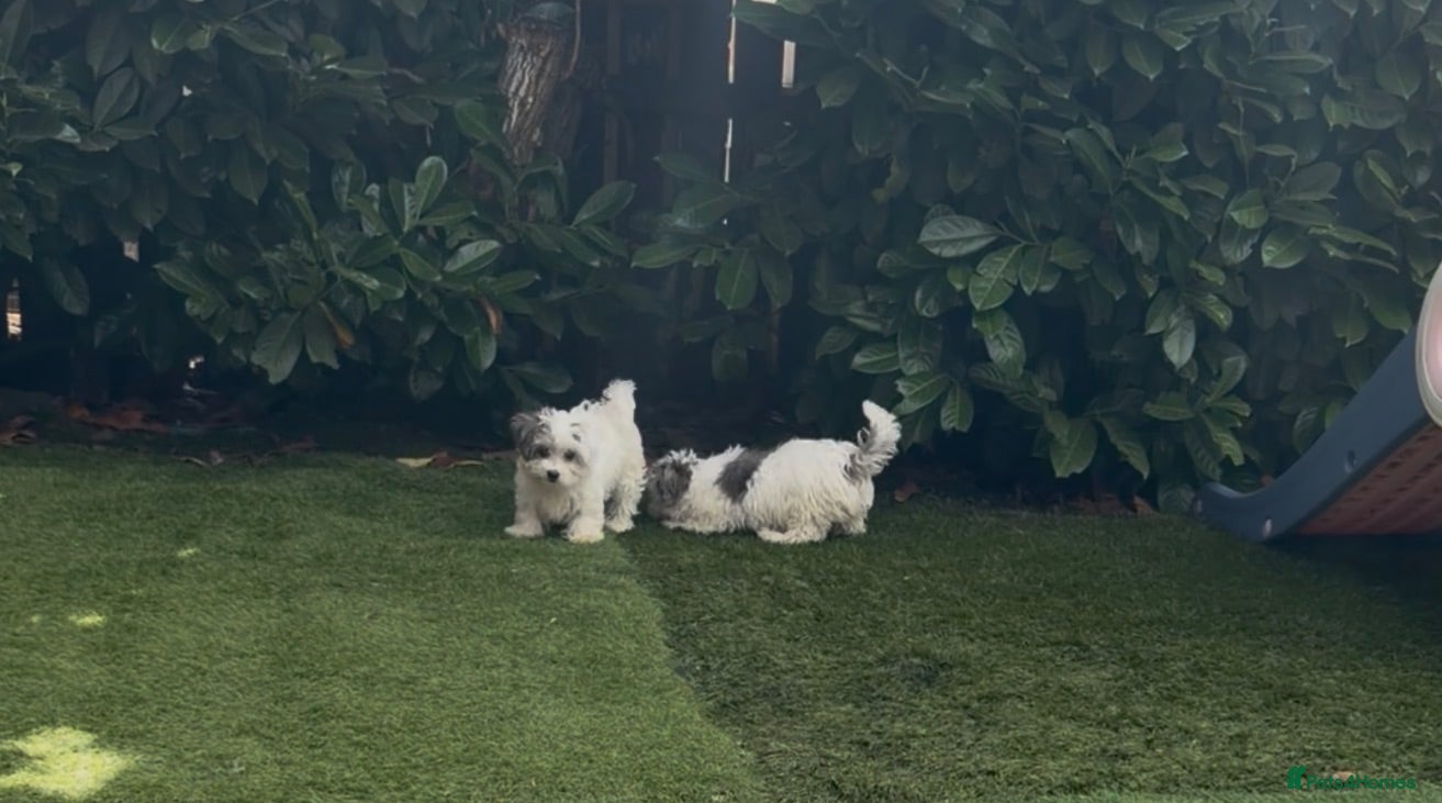 Maltipoo dogs Ready to leave ! 3 beautiful Maltipoos  - Advert 9