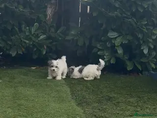 Maltipoo dogs Ready to leave ! 3 beautiful Maltipoos - Advert 9