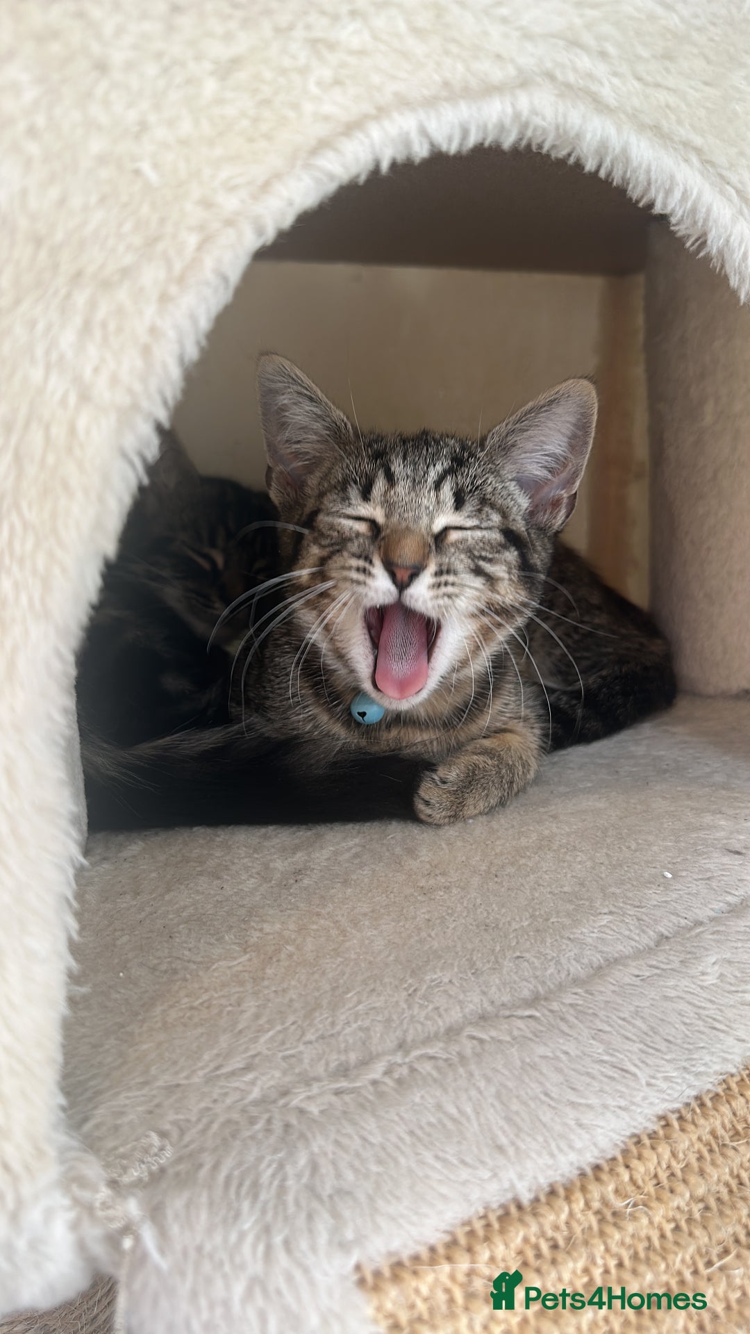Mixed Breed cats for sale: 2 stunning playful kittens  - Image 2