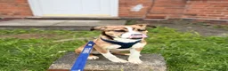 Mixed Breed dogs for sale: 24 week old staffy x border collie male  in Birmingham - Advert 2