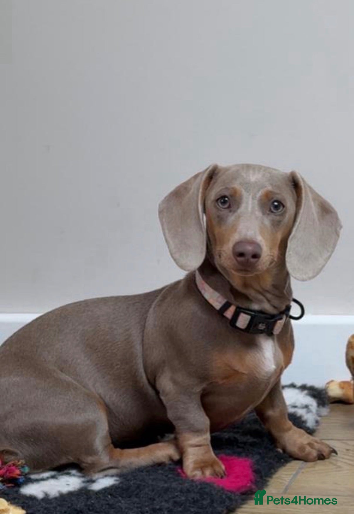 Miniature Dachshund dogs Absolutely stunning miniature dachshund - Advert 1