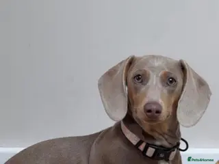 Miniature Dachshund dogs Absolutely stunning miniature dachshund - Advert 1