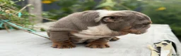 English Bulldog dogs for sale: Rare mini english bulldogs  - Advert 8