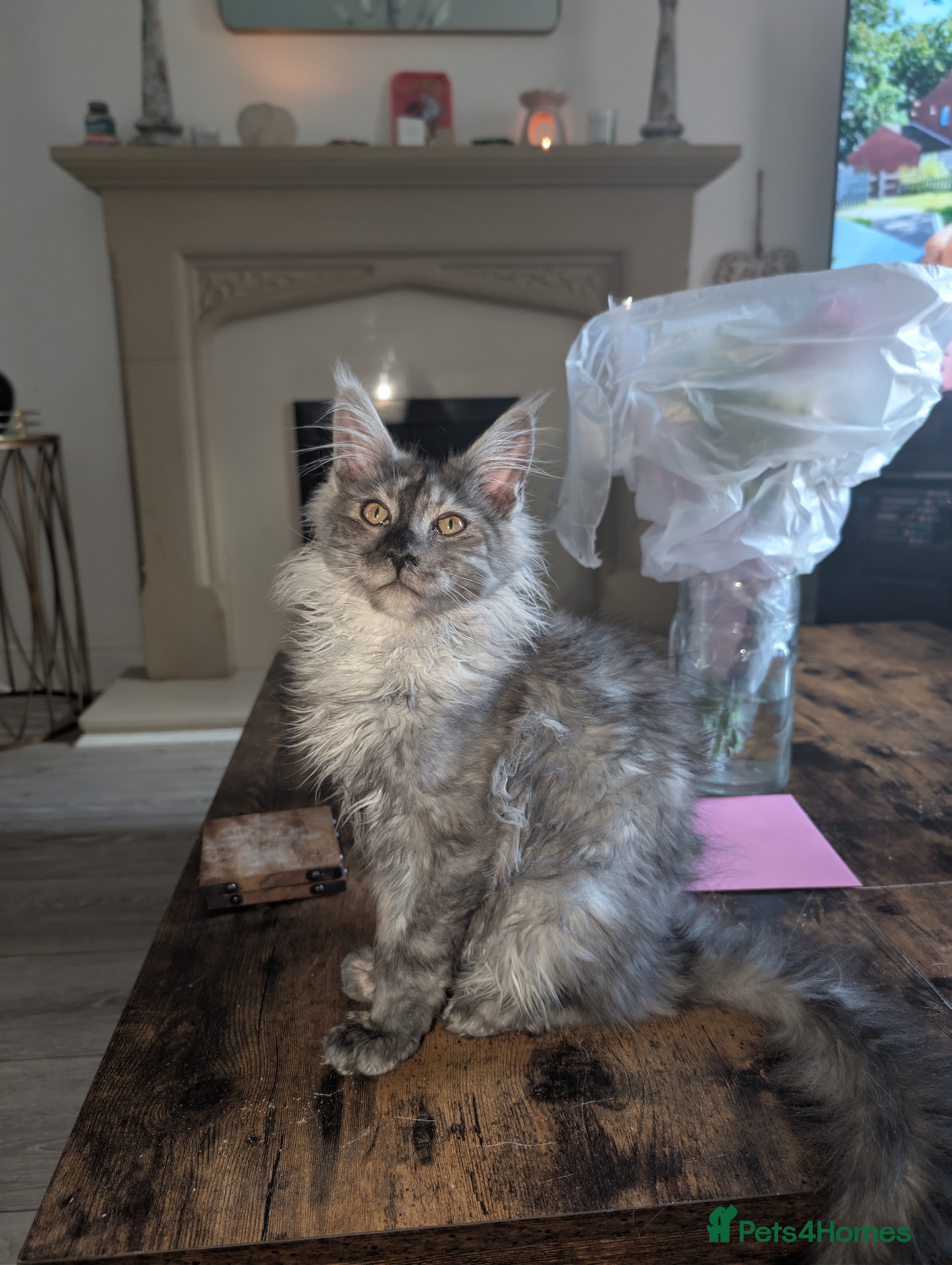 Maine Coon cats Mainecoon kittens  - Advert 10