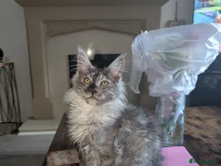 Maine Coon cats Mainecoon kittens - Advert 10