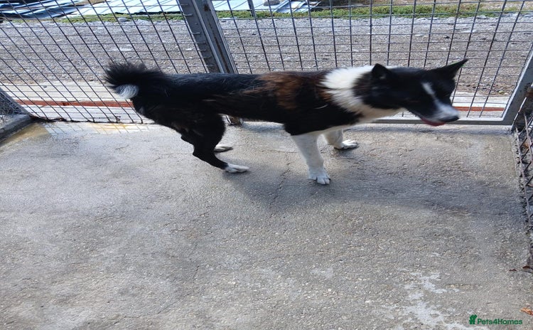 Mixed Breed dogs - Advert 2