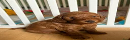 Cockapoo dogs for sale: 2 beautiful f1 cockerpoo girls - Advert 1