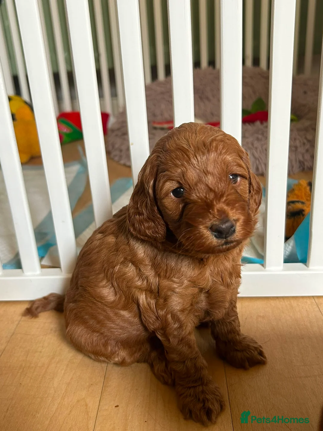 Cockapoo dogs for sale: 2 beautiful f1 cockerpoo girls - Advert 1