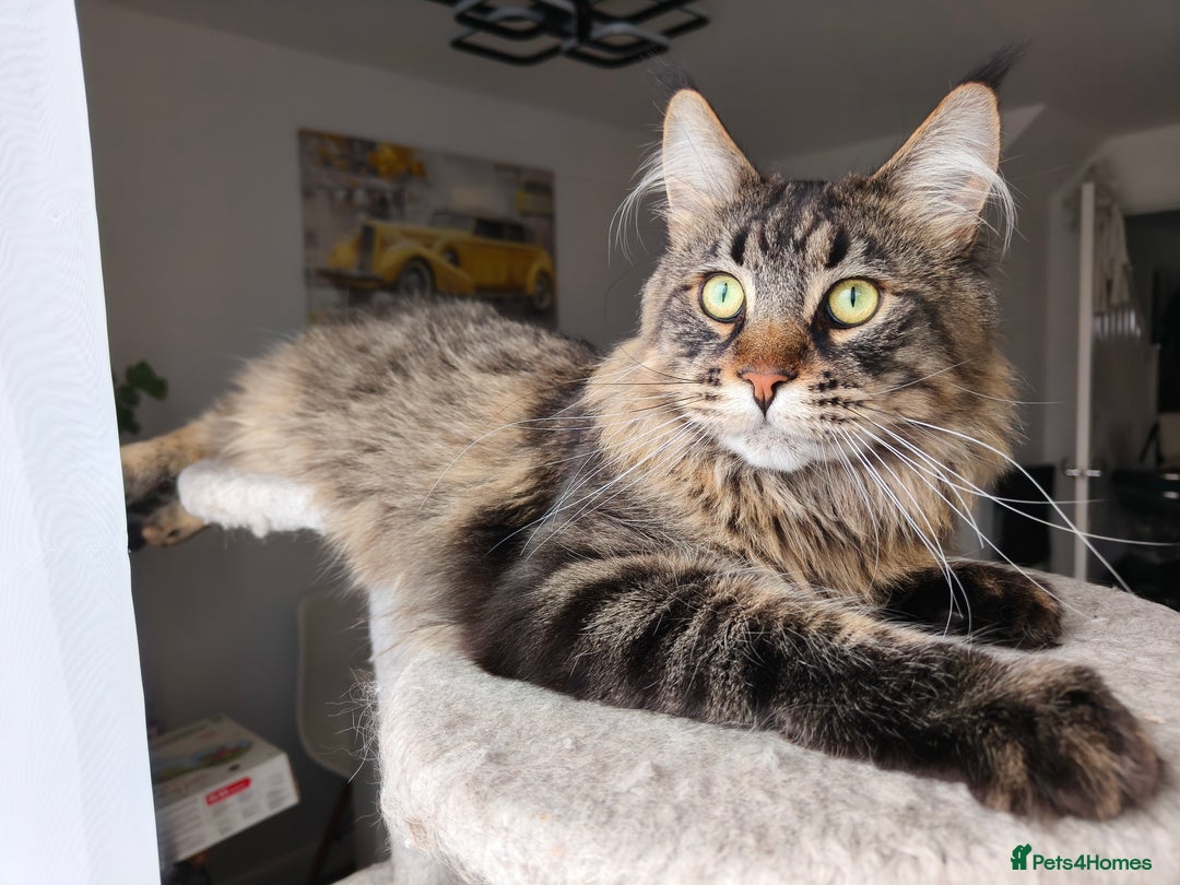 Maine Coon cats for sale: Cute Maine coon male  - Advert 2