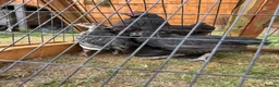 Chickens poultry for sale: Black Maran Chickens  - Advert 5