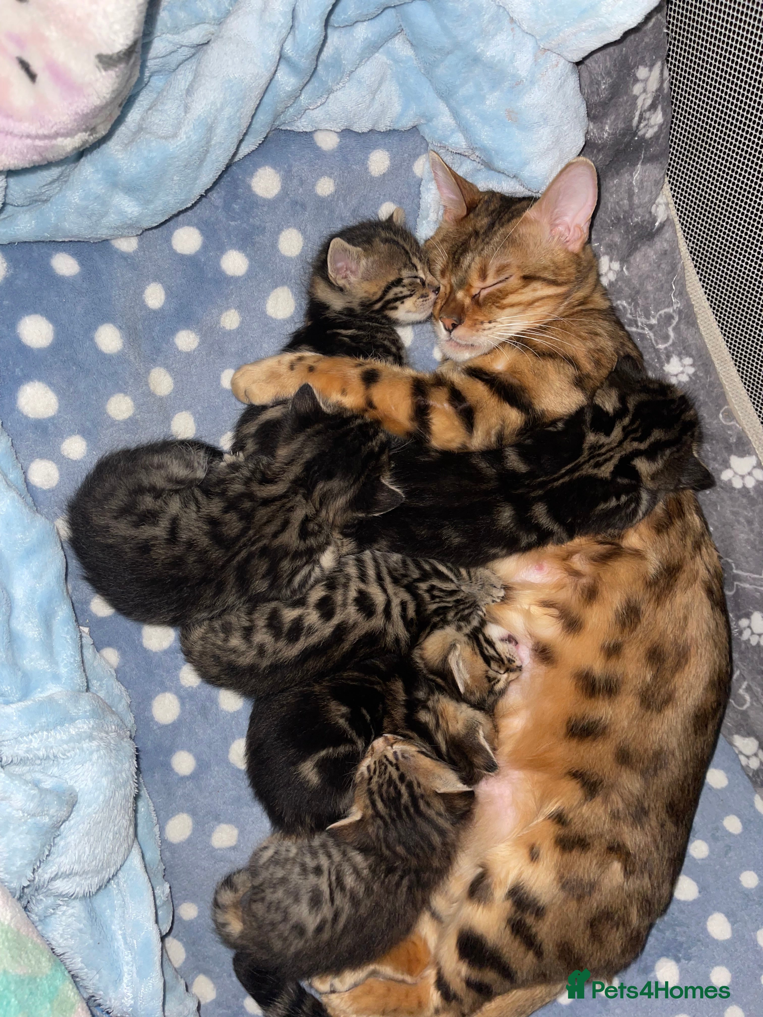 Bengal cats 3 Bangal/3 mix  - Advert 9