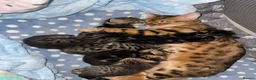 Bengal cats for sale: 3 Bangal/3 mix  in Abingdon - Advert 1