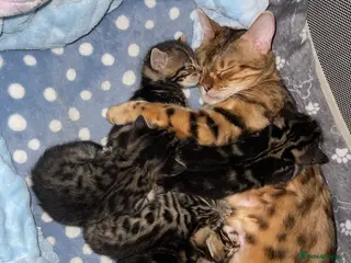 Bengal cats 3 Bangal/3 mix - Advert 2